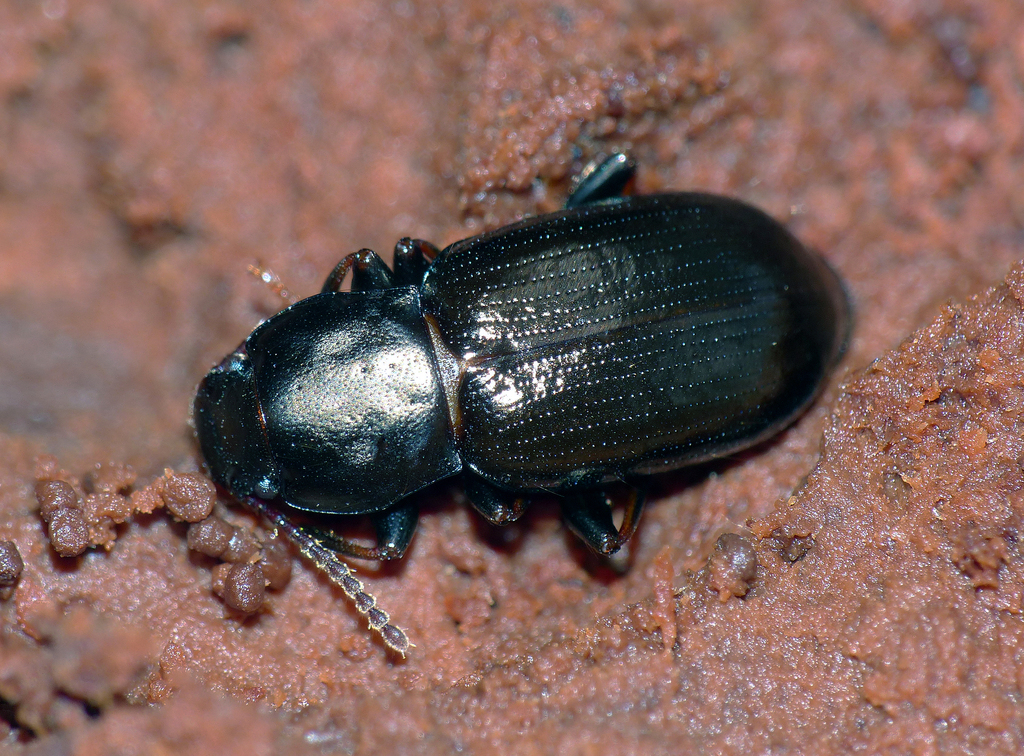 Diemenoma