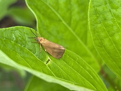 Virbia opella
