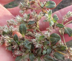 Gossypianthus lanuginosus
