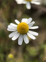 Matricaria chamomilla