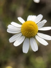Matricaria chamomilla