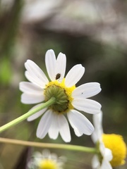 Matricaria chamomilla