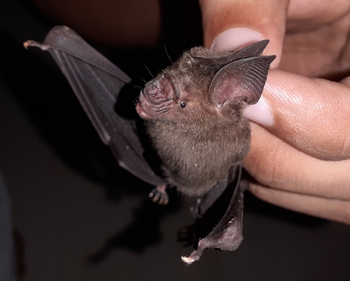 Schneider's Leaf-nosed Bat