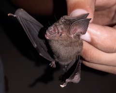 Hipposideros speoris