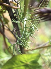 Matricaria chamomilla