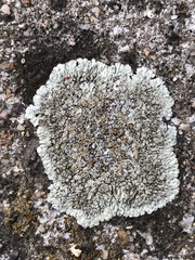 Protoparmeliopsis muralis