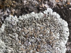 Protoparmeliopsis muralis