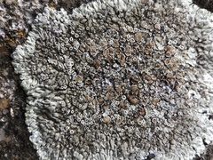 Protoparmeliopsis muralis