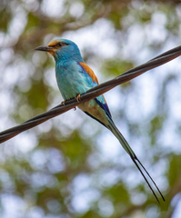 Coracias abyssinicus