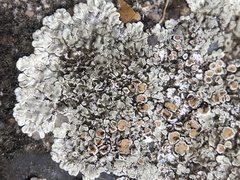 Protoparmeliopsis muralis