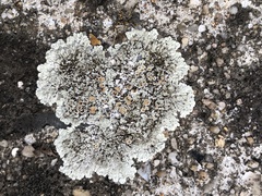 Protoparmeliopsis muralis