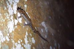 Plethodon petraeus