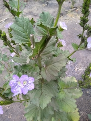 Phacelia grandiflora