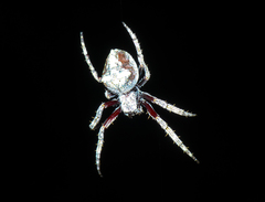 Socca pustulosa
