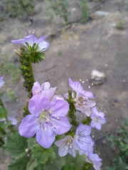 Phacelia grandiflora