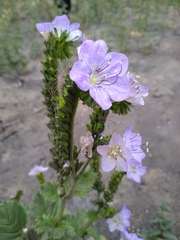 Phacelia grandiflora
