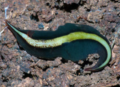 Australopacifica