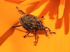 Mononychus punctumalbum