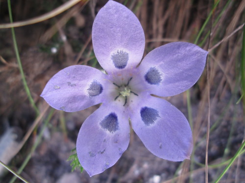 Image of Roella incurva by (c) Nolan Exe, some rights reserved (CC BY)