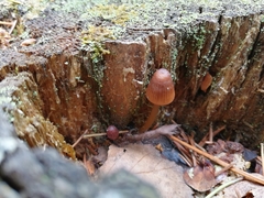 Mycena viridimarginata
