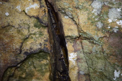 Plethodon petraeus