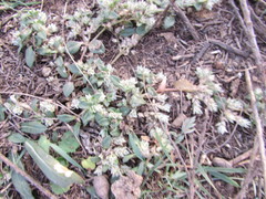 Gossypianthus lanuginosus