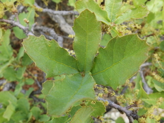 Quercus laeta