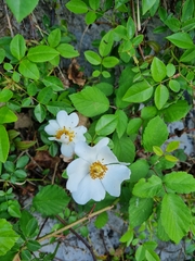 Rosa sempervirens