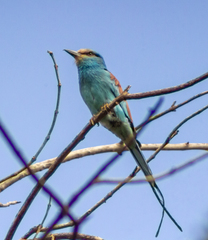 Coracias abyssinicus