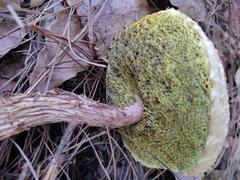 Aureoboletus russellii
