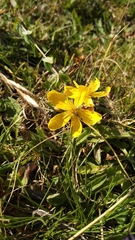 Hypericum richeri burseri