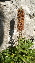 Digitalis parviflora