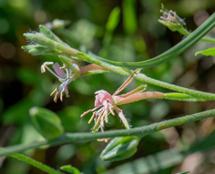 Oenothera sinuosa