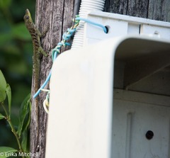 Anolis roquet salinei