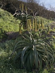 Aloe thraskii