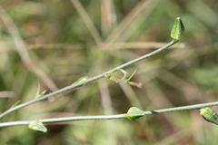 Oenothera sinuosa