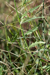 Oenothera sinuosa