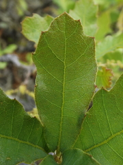 Quercus laeta