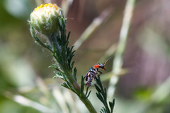 Clanoptilus marginellus