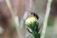 Clanoptilus marginellus