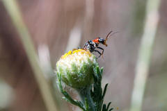 Clanoptilus marginellus