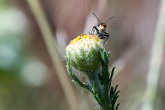 Clanoptilus marginellus