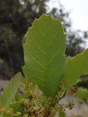 Quercus laeta
