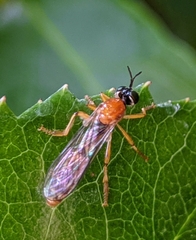 Dioctria rufa