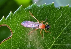 Dioctria rufa