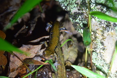 Plethodon petraeus