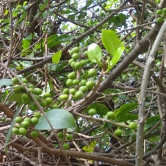 Ficus natalensis