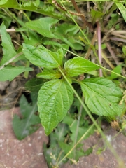 Magnoliopsida