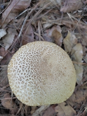 Aureoboletus russellii