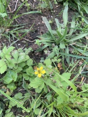 Geum urbanum